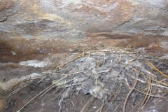 Bird's Nest Cave