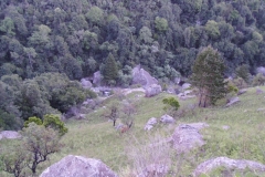 Forest Shelter