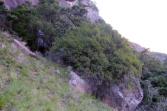 Forest Shelter