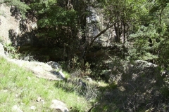 Forest Shelter