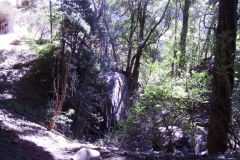 Forest Shelter