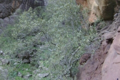 Rob's Cave Gully