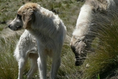 Basotho Shepherd Dogs