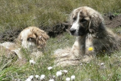 Basotho Shepherd Dogs