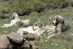 Basotho Shepherd Dogs