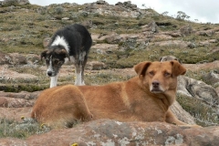 Basotho Shepherd Dogs