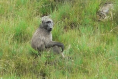 Chacma Baboon