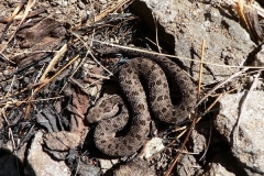 Berg Adder