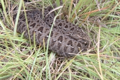Berg Adder