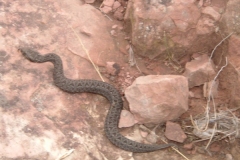 Berg Adder