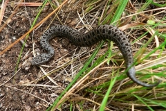 Berg Adder