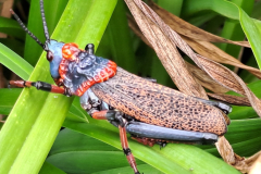 Blue Locust