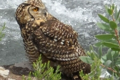 Cape Eagle Owl
