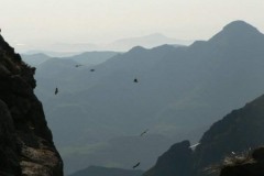 Cape Vultures
