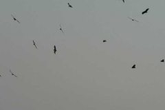 Cape Vultures