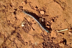 Centipede
