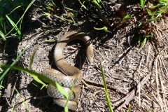 Common Mole Snake