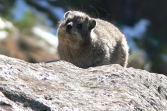 Dassie