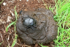 Dung Beetle