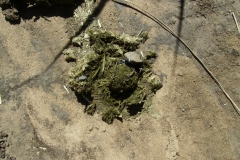 Dung Beetles