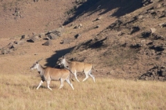 Eland