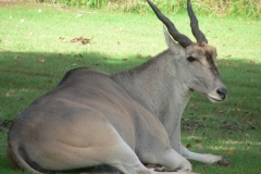 Eland