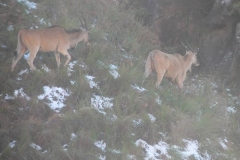 Eland
