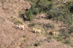 Eland