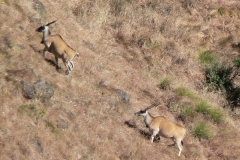 Eland