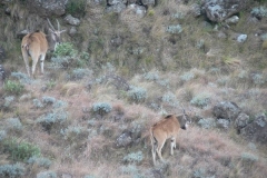 Eland