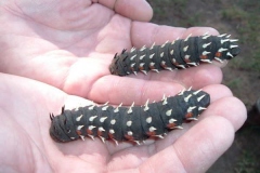 Large Caterpillars
