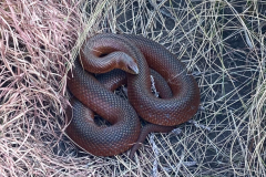 Common Mole Snake