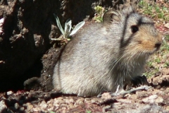 Sloggett's Ice Rat