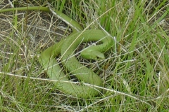 Natal Green Snake