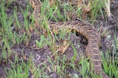 Puff Adder