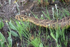 Puff Adder