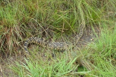 Puff Adder