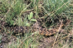 Puff Adder