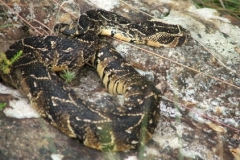 Puff Adder