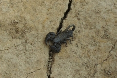 Scorpion