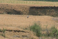 Secretary Bird