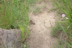 Puff Adder