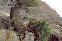 Cycad