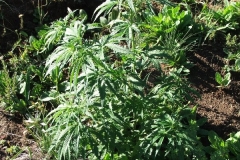 Dagga
