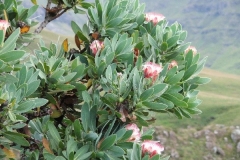 Mountain protea