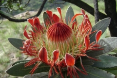 Mountain protea