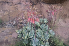 Succulent-DvdV