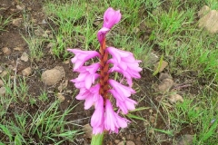 Pink watsonia