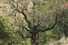 Wild bottlebrush