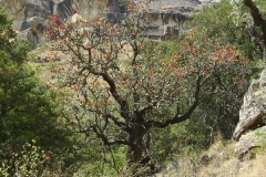 Wild bottlebrush
